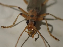 Copidita quadrimaculata