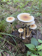 Psilocybe cubensis