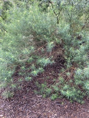 Cassinia longifolia