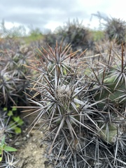 Corynopuntia invicta