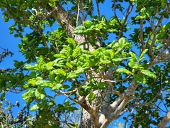 Guettarda calyptrata