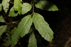 Sapindaceae