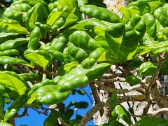 Guettarda calyptrata