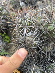 Corynopuntia invicta