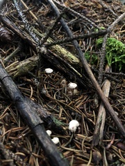 Paragymnopus perforans