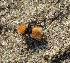 Dasymutilla californica