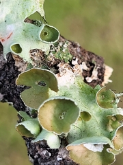 Parmotrema perforatum