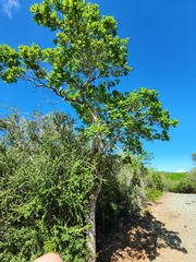 Guettarda calyptrata