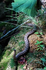 Vipera ammodytes