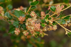 Pomaderris paniculosa