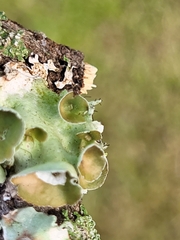 Parmotrema perforatum