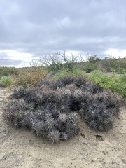 Corynopuntia invicta