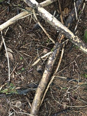 Paragymnopus perforans