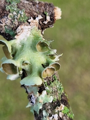 Parmotrema perforatum