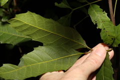 Sapindaceae