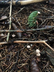 Paragymnopus perforans