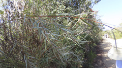 Salix exigua