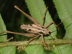 Neduba