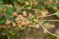 Pomaderris paniculosa