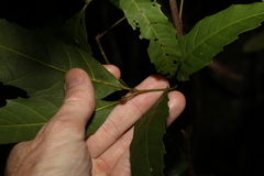 Sapindaceae