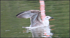 Larus michahellis