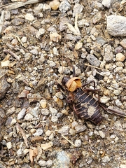 Lluciapomaresius stalii