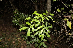 Sapindaceae