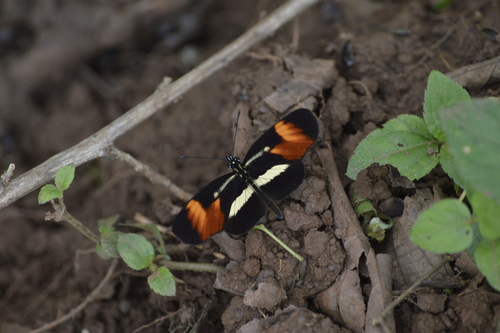 Photo of Lansdorf's Crescent (Eresia lansdorfi)