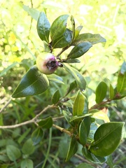 Scaevola calendulacea