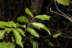 Sapindaceae