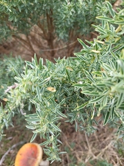 Adenocarpus hispanicus