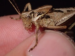 Neduba