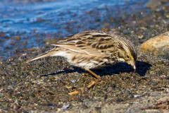 Passerculus sandwichensis beldingi