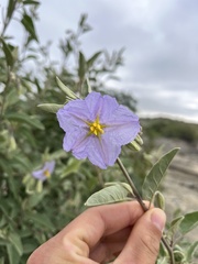 Solanum hindsianum
