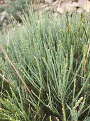 Cytisus oromediterraneus