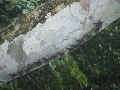 Rhynchonycteris naso
