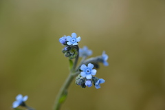 Cynoglossum australe