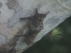 Rhynchonycteris naso