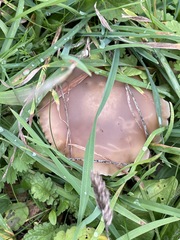 Lepista personata