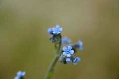 Cynoglossum australe