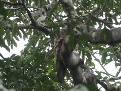 Nyctibius griseus