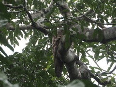Nyctibius griseus