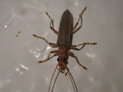 Copidita quadrimaculata