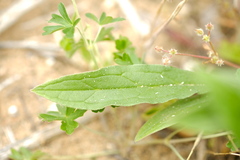 Cynoglossum australe