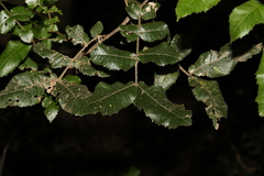 Alectryon tomentosus