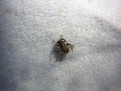 Microcleptes aranea
