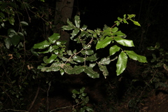 Alectryon tomentosus