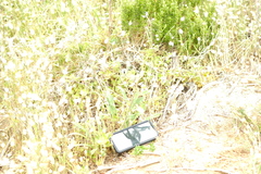 Cynoglossum australe