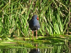 Porphyrio porphyrio