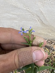 Carlowrightia parviflora